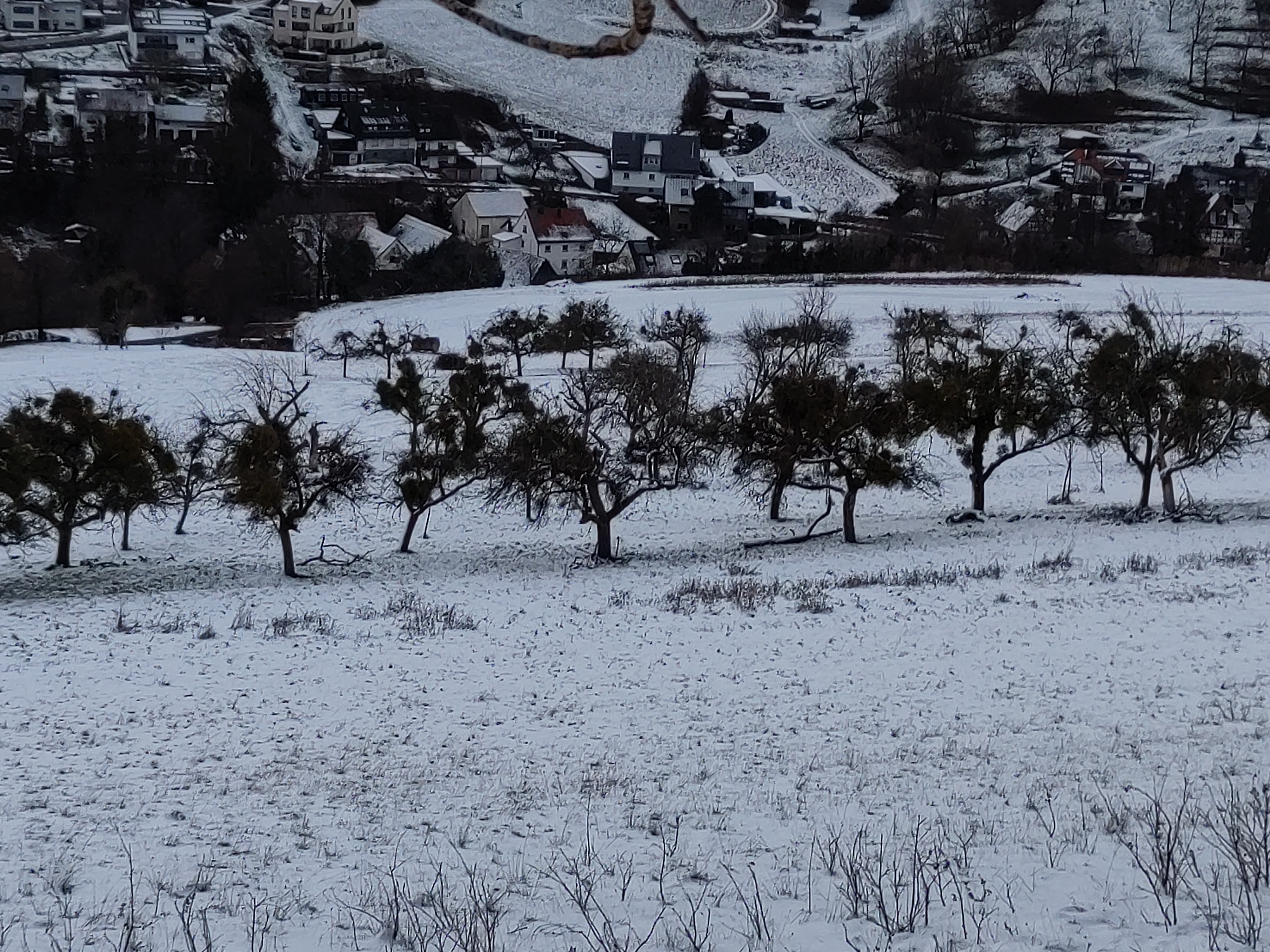 Ganze Wiese mit Befall