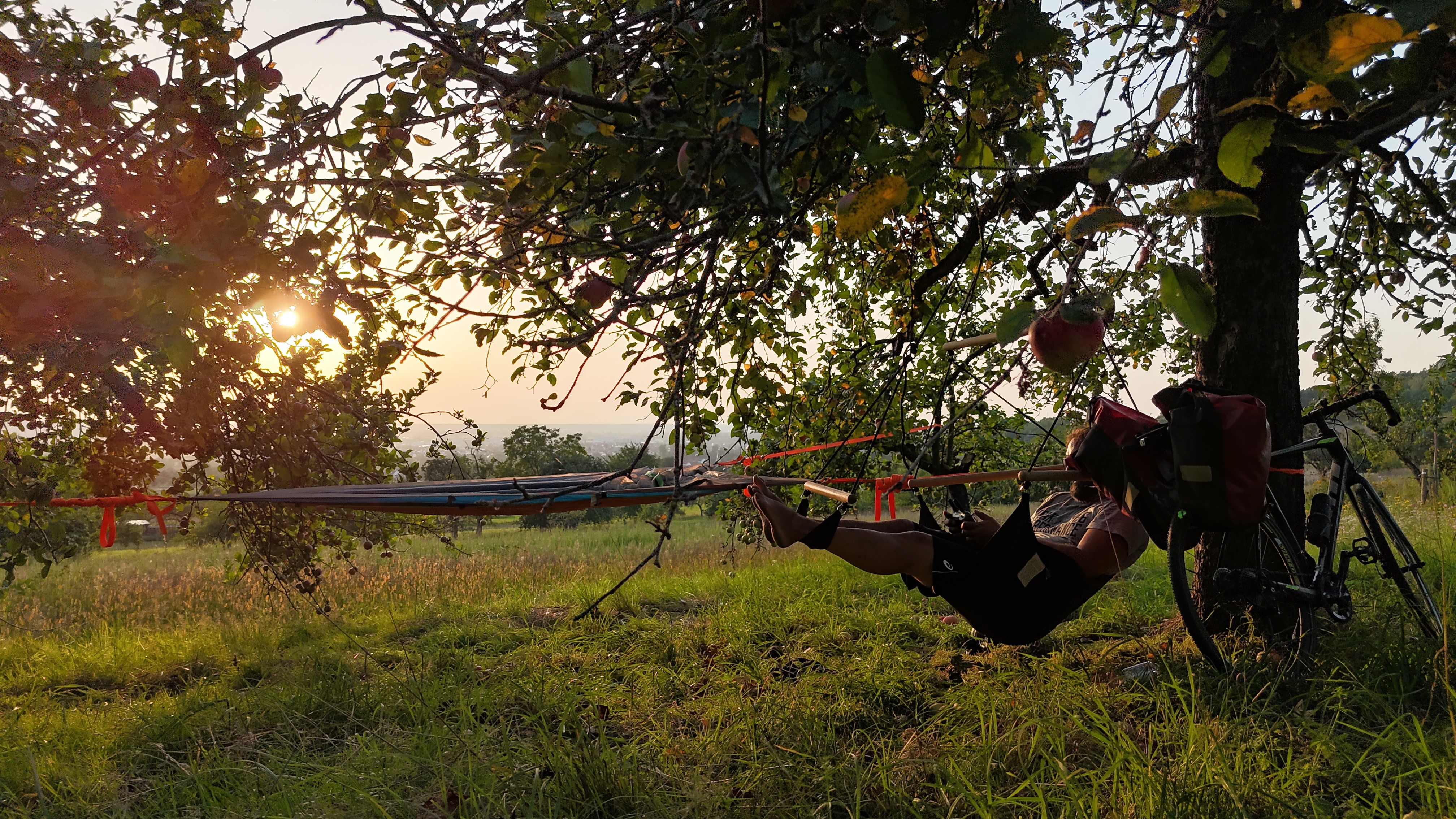 Scout auf der Streuobstwiese