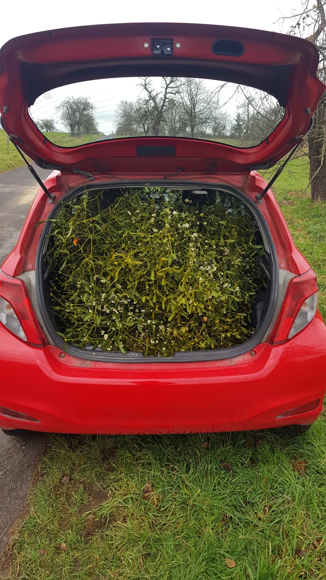 Erfolg: Eine Wagenladung Misteln