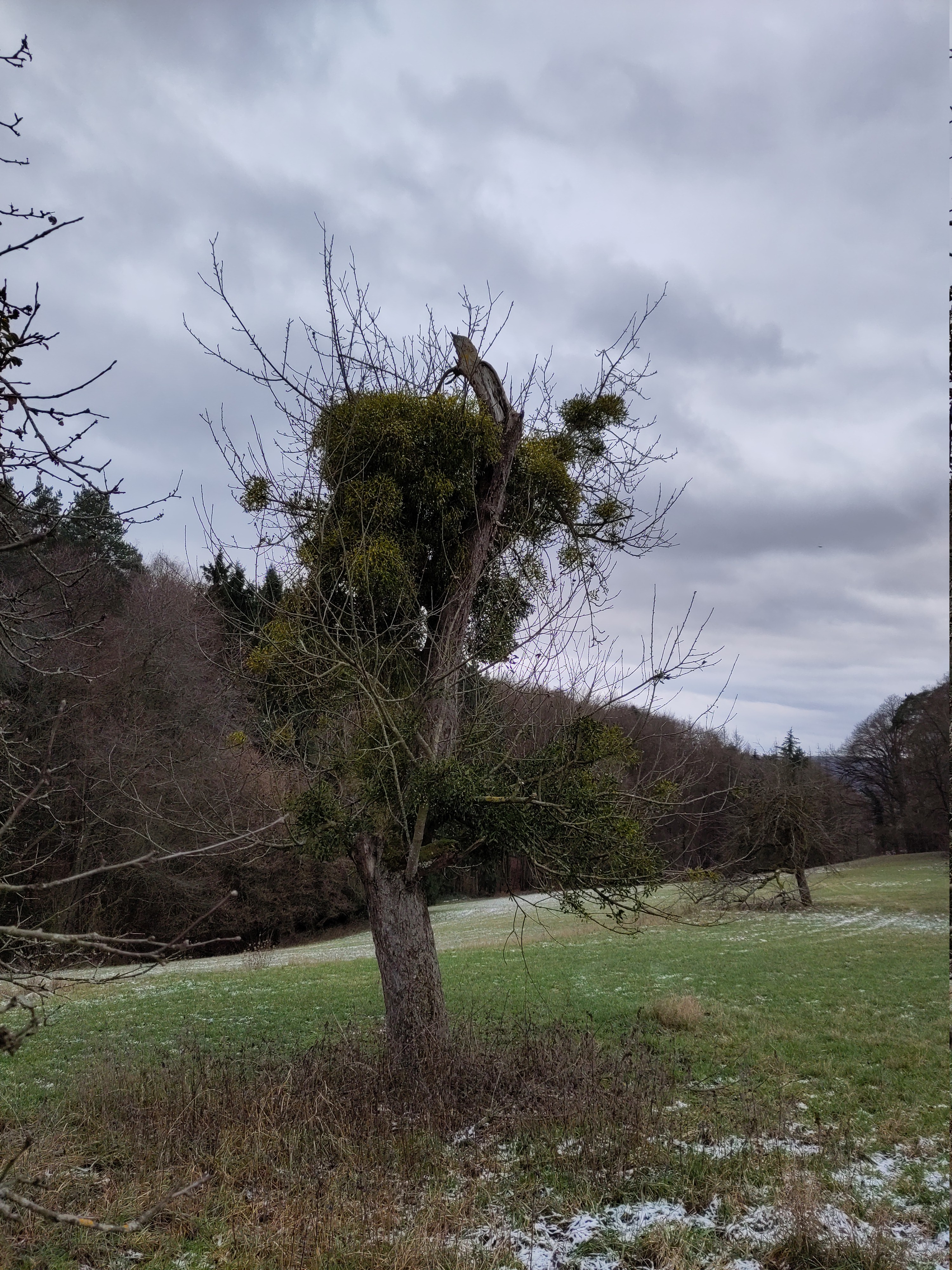 Abgestorbener Baum durch Mistelbefall