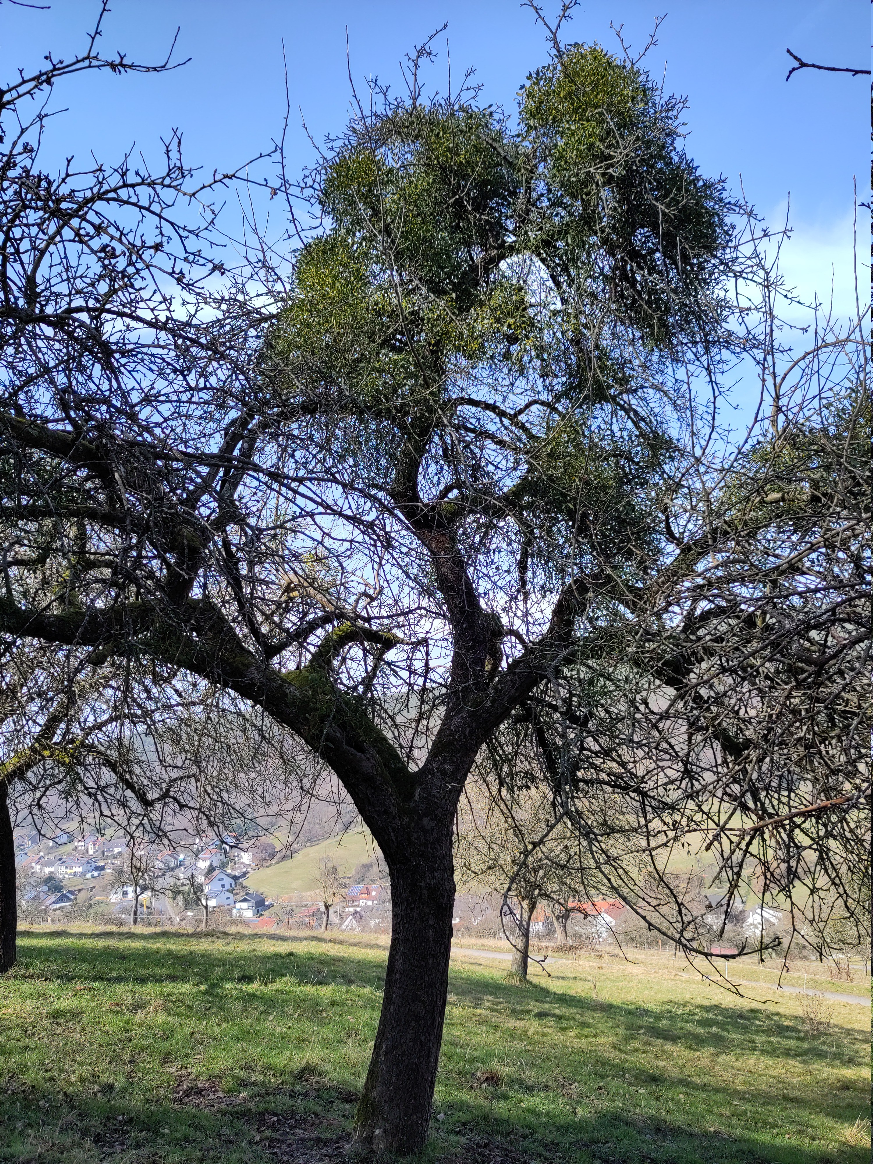 Mittelstarker Befall